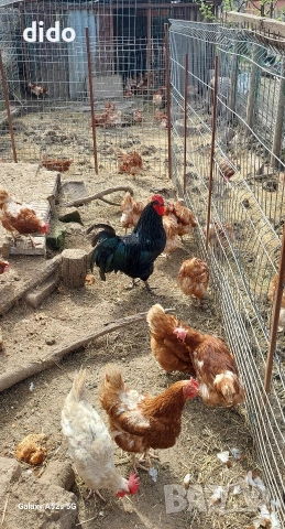 Продават се кокошки носачки 