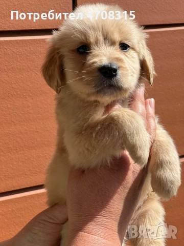 Голдън ретривър момче родословен баща, снимка 3 - Голдън ретривър - 54211164