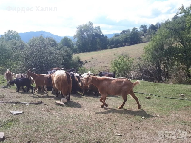 Продавам, снимка 8 - Кози - 54410509