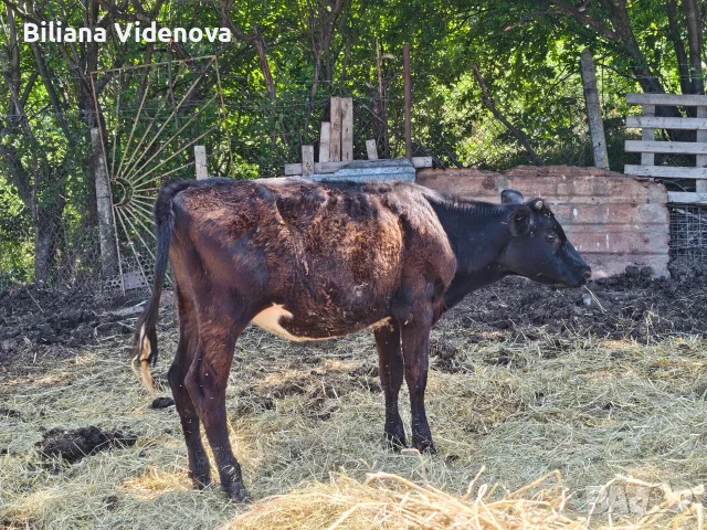 Продавам крави, юници и телета, снимка 18 - Крави - 55324137