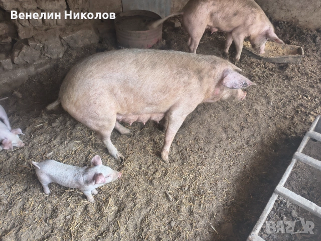 Свиня майка с 4 малки 