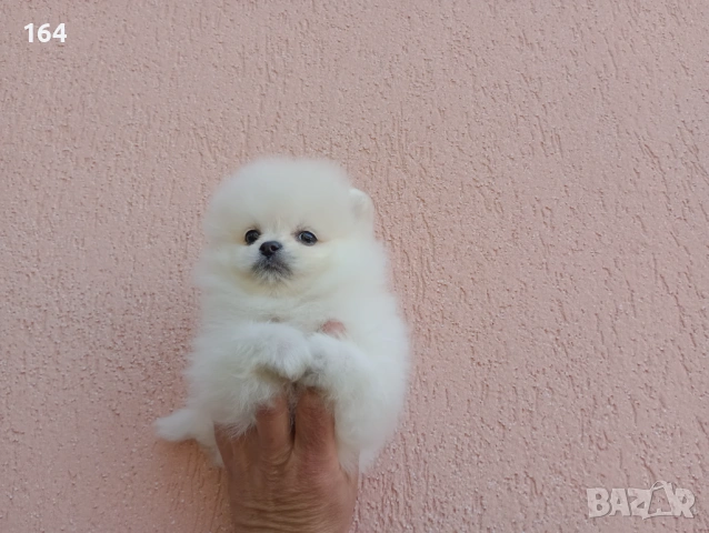 Померан. Реални снимки !, снимка 5 - Померан - 54275557