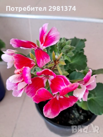 Мушкато калиопе, снимка 3 - Стайни растения - 54303862