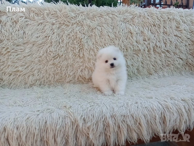 Мъжки и женски Померани.Реални снимки от 06.04.26 г. , снимка 9 - Померан - 54112218