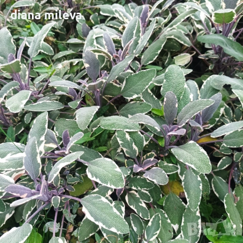 Шарена Салвия, Salvia officinalis, многогодишна, снимка 5 - Градински цветя и растения - 54010921