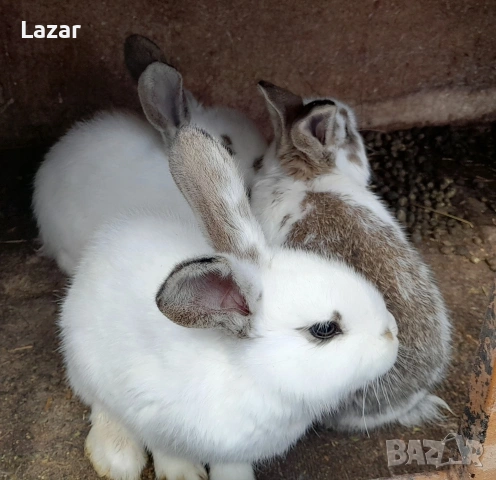 Продавам зайчета, снимка 3 - Други - 53970552