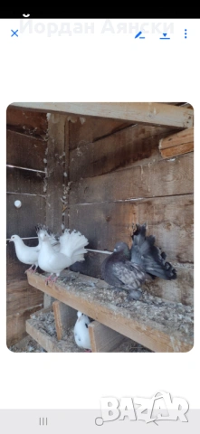 Разпродажба на паунести гълъби, снимка 4 - Гълъби - 54014584