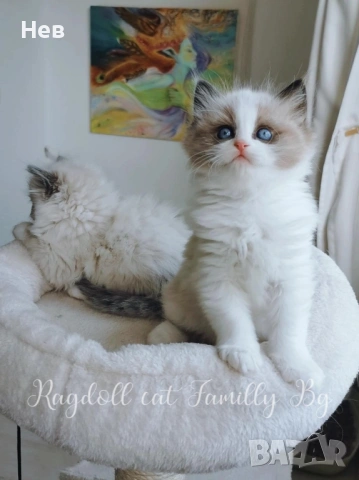 Ragdoll рагдол/регдол  котe 