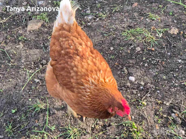 Иса Браун на една година, 6 бр. в повече, снимка 3 - Кокошки и пуйки - 55434443