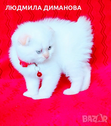 Шотландски мъжки със сини очи. , снимка 4 - Британска късокосместа - 54465113