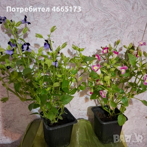 Комплект Цветя Торения, снимка 2 - Градински цветя и растения - 54886857