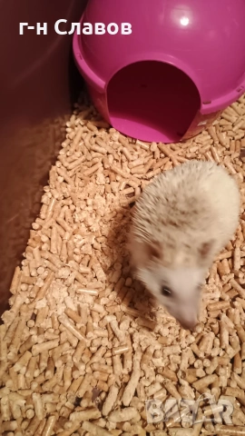 Африканско Таралежче с оборудване и храна. , снимка 2 - Таралеж - 54201276