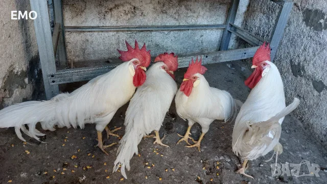 Бял легхорн!!!!, снимка 6 - Кокошки и пуйки - 55682889