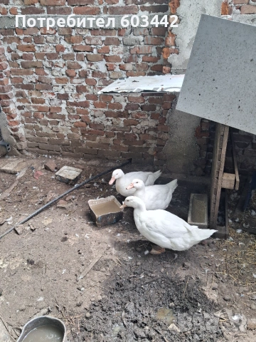 Патици три броя, снимка 2 - други­ - 55161336