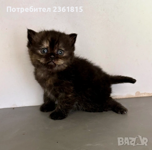 Шоколадово британче, снимка 6 - Британска късокосместа - 54311571