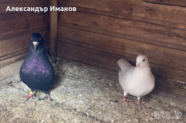 Гълъби, снимка 2 - Гълъби - 54743443