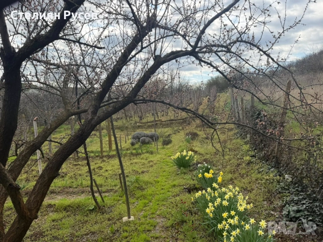  794 кв лозе  НА ПЪРВА ЛИНИЯ  / ГРАДИНА / терен / парцел / в гр. Силистра - ПОД ОСМИ ПОСТ , пътя за , снимка 10 - Земеделска земя - 54133231