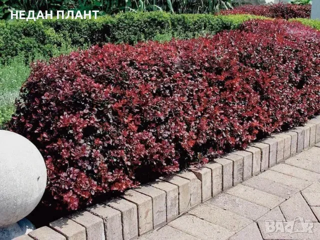 Берберис "Атропурпуреа" 