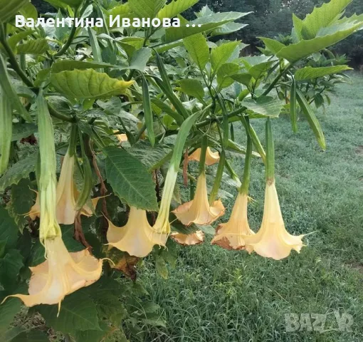 Комплект 2бр ангелски тромпет , снимка 6 - Разсади - 55611000