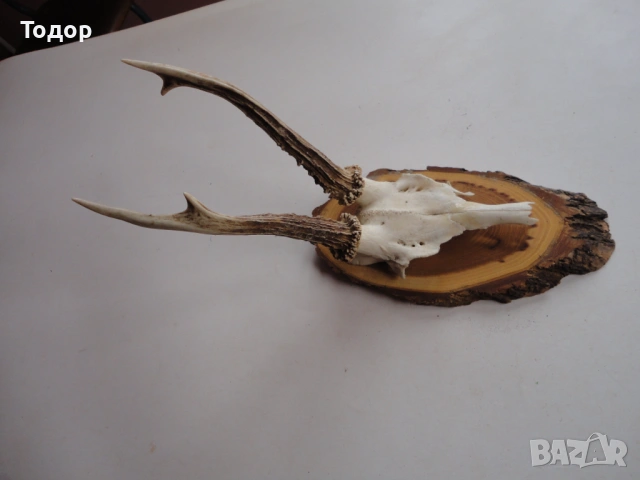 Ловен трофей рога 17, снимка 5 - Ножове - 54087414