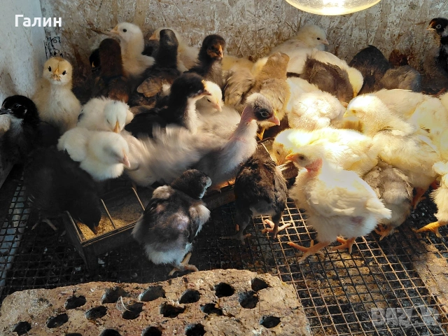 пиленца дворни