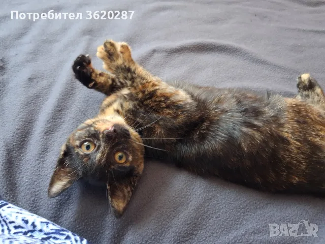 Бездомно женско коте