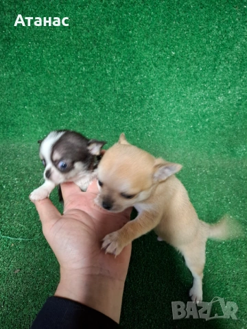 Чихуахуа, снимка 4 - Чихуахуа - 54097152