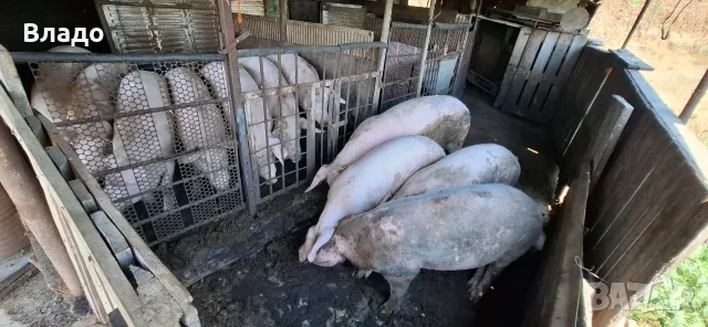 Прасета Българска бяла
