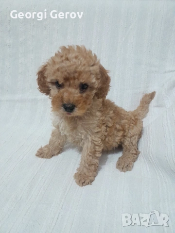 Продавам женско мини пуделче