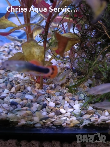 Качествени Гупи от собствена селекция гр. Бургас, снимка 4 - Рибки - 54204416