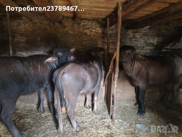 Продавам 3 галета женски за тамазлък