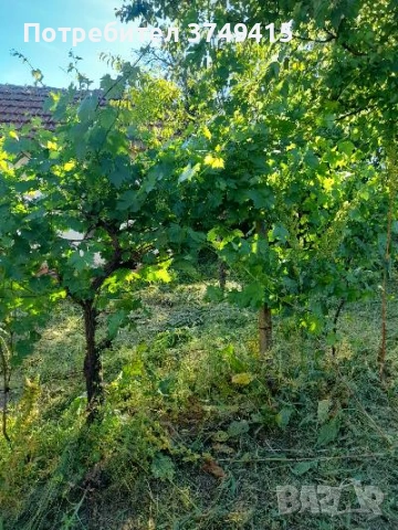 Продавам имот (къща) с дворно място, снимка 5 - Къщи - 55038899