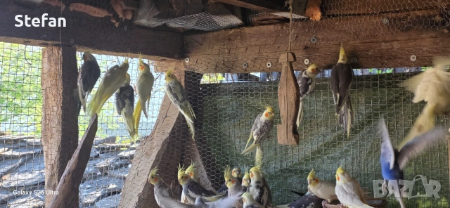 Корела, снимка 3 - Папагали - 54332042