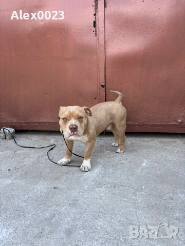 American Pitbull Bully 