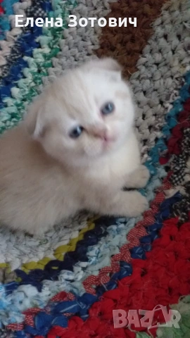 Шотландски котенца , снимка 5 - Други - 54288216