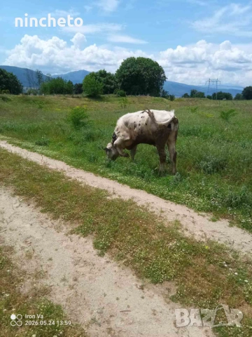 Бичета