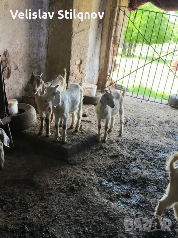 Продавам ярета , снимка 2 - Кози - 54789270