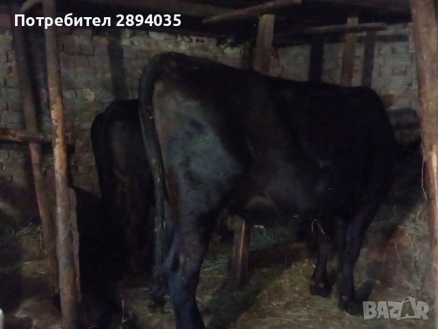 крави за кланее, снимка 4 - Крави - 55142320