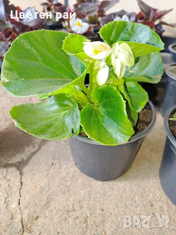 Градинска бегония , снимка 4 - Градински цветя и растения - 54237980