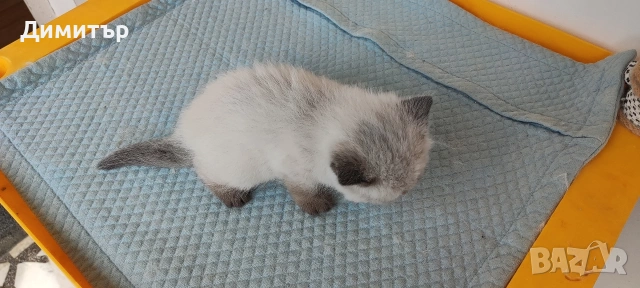 Шотландски котета, снимка 2 - Британска късокосместа - 54252517