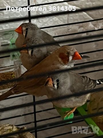 Зеброви амадини/ финки, снимка 2 - Амадини - 54195404