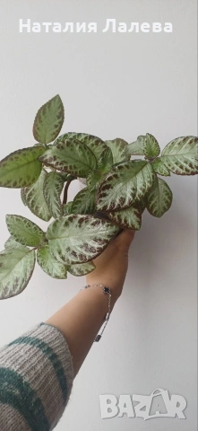 Еписцея, episcia silver sheen