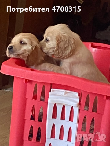 Кокер шпаньол карамел момче ваксина, снимка 5 - Кокер шпаньол - 54250228
