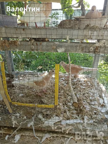 Продавам млади смеещи се гугутки (скумрудки,скумрийки), снимка 6 - Гълъби - 54646032