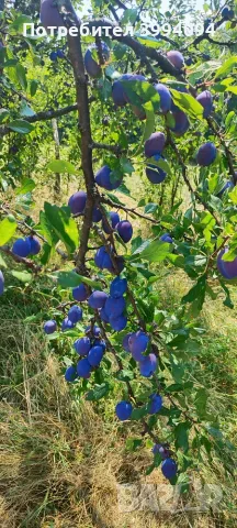 🍑 ПРОДАВАМ БИО СИНИ СЛИВИ – РАЙОН СЕВЛИЕВО, снимка 3 - Домашни продукти - 55619315