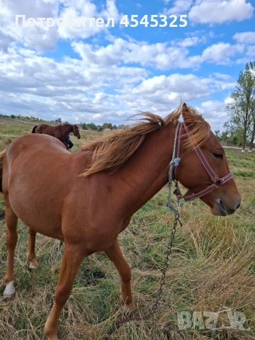 Кобила , снимка 4 - Коне - 54221667