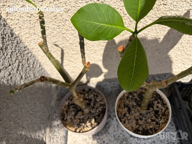 Плумерия (Frangipani) – Хавайско цвете, снимка 5 - Стайни растения - 54999376