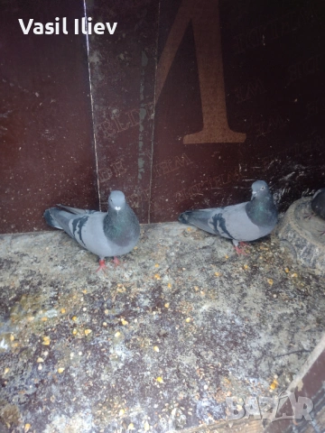 Има Бодан шанан Раде Матик кинчати 30 евро за бройка , снимка 12 - Гълъби - 54014636