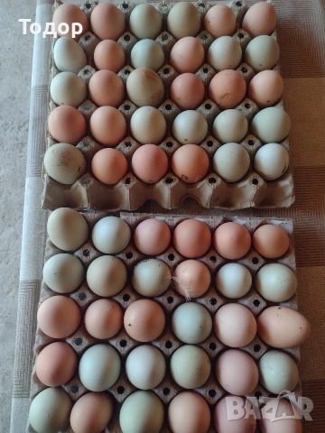 продавам оплодени яйца за люпене 