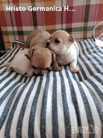 мини чихуахуа, снимка 9 - Чихуахуа - 54158024